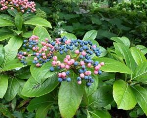 Possomhaw Viburnum - Viburnum nudum