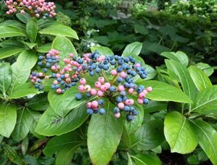 Possomhaw Viburnum - Viburnum nudum