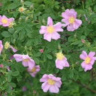 Prairie Rose - Rosa virginiana