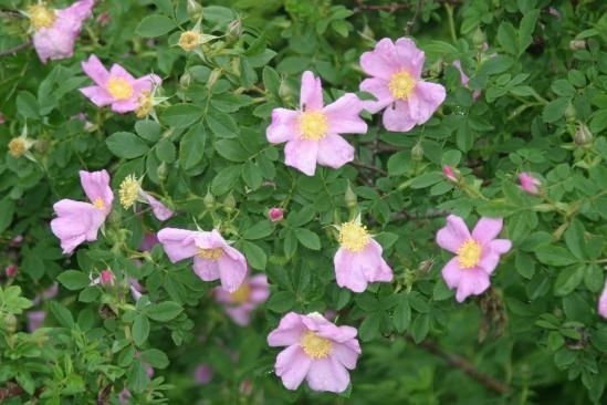 Prairie Rose - Rosa virginiana