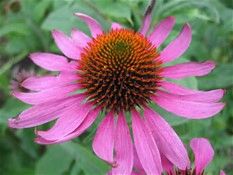 Purple Coneflower - Echinacea purpurea