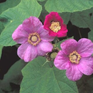 Purple Flowering Raspberry - Rubus odoratus