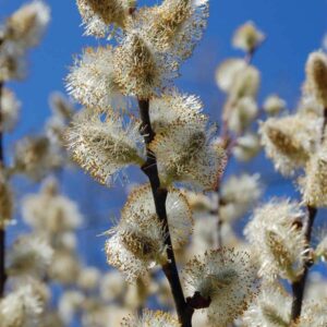 Pussy Willow - Salix discolor