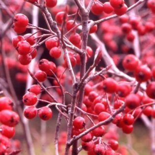 Red Chokeberry - Aronia arbutifolia