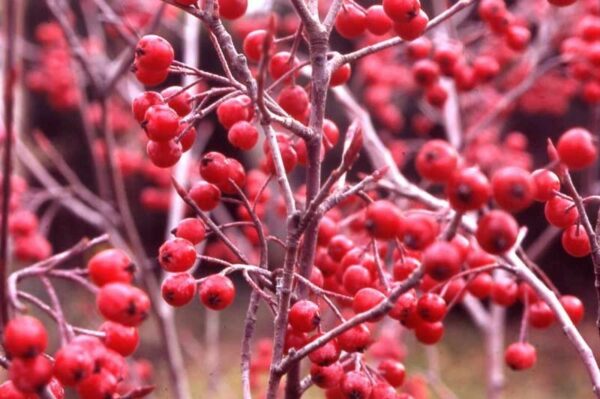 Red Chokeberry - Aronia arbutifolia