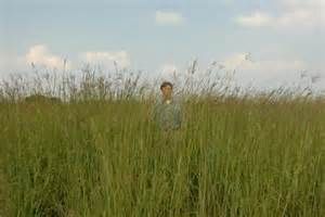 Big Bluestem - Andropogon gerardii