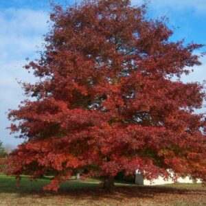 Red Oak - Quercus rubra