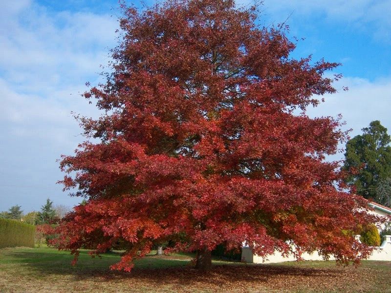 Red Oak - Quercus rubra
