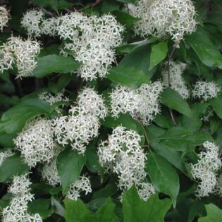 Red Twig Dogwood - Cornus sericea