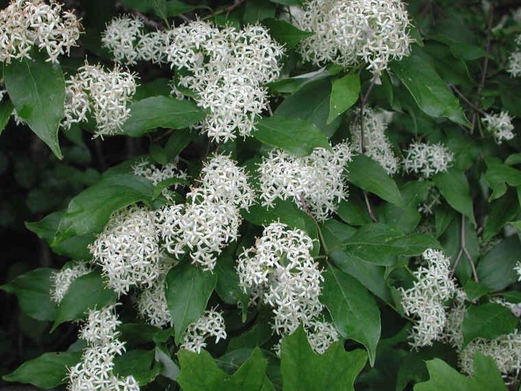 Red Twig Dogwood - Cornus sericea