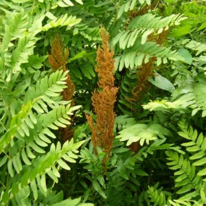 Royal Fern - Osmunda regalis