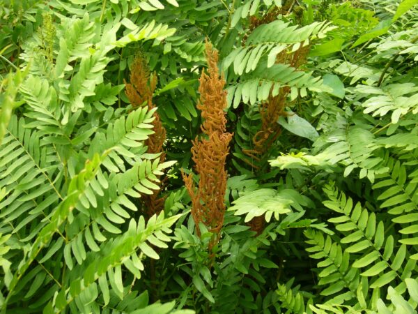 Royal Fern - Osmunda regalis