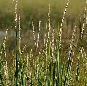 Saltmarsh Cordgrass - Spartina alternifolia