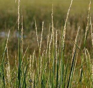 Saltmarsh Cordgrass - Spartina alternifolia