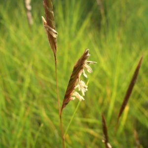 Saltmeadow Cordgrass - Spartina patens