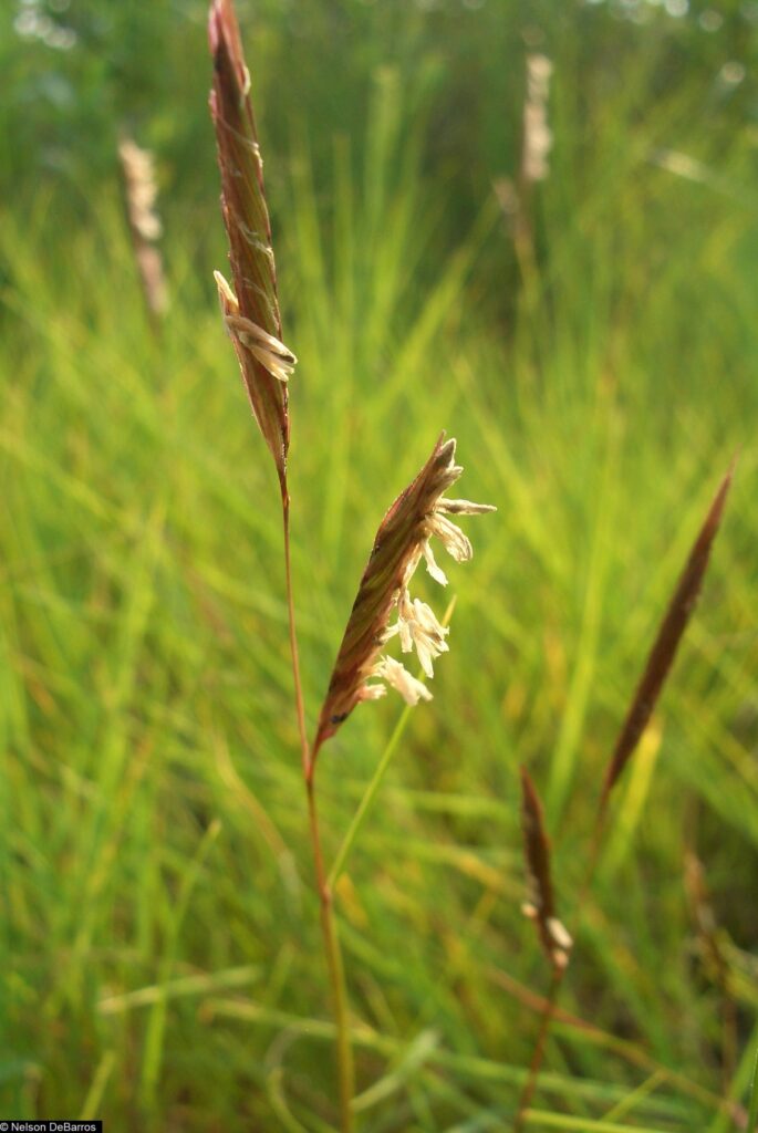 Saltmeadow Cordgrass - Spartina patens