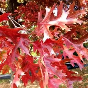 Scarlet Oak - Quercus coccinea