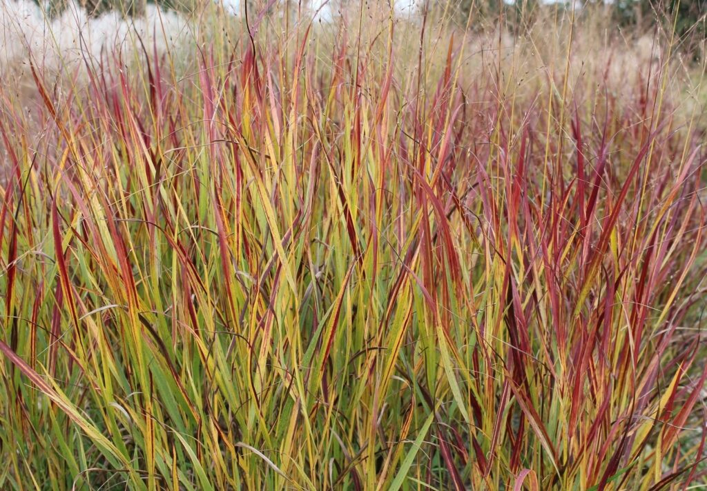 Bitter Panicgrass - Panicum amarum