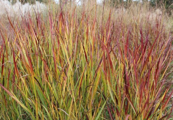 Bitter Panicgrass - Panicum amarum