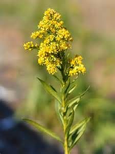 Seaside Goldenrod - Solidago sempervirens