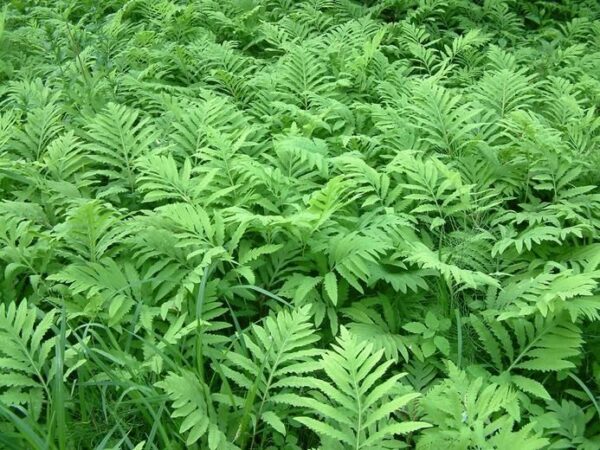 Sensitive Fern - Onoclea sensibilis
