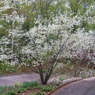 Serviceberry - Amelanchier laevis