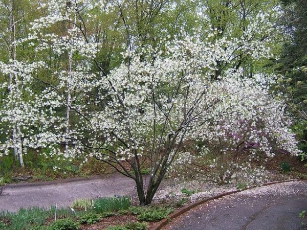 Serviceberry - Amelanchier laevis