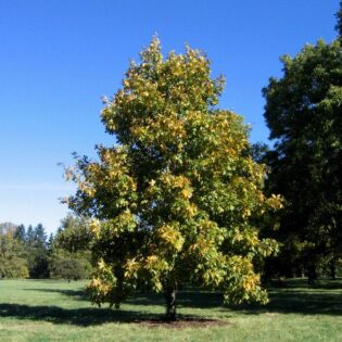 Shagbark Hickory - Carya ovata