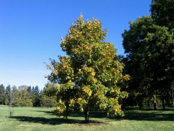 Shagbark Hickory - Carya ovata