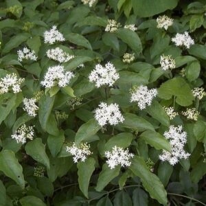 Silky Dogwood - Cornus amomum