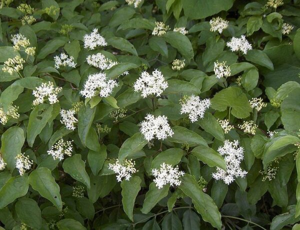 Silky Dogwood - Cornus amomum