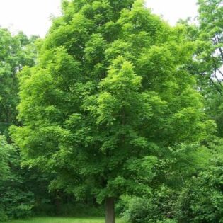 Silver Maple - Acer saccharinum