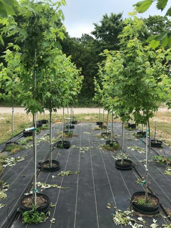 Silver Maple - Acer saccharinum