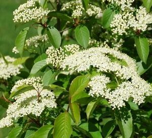 Smooth Blackhaw - Viburnum prunifolium
