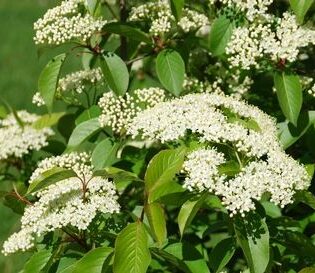 Smooth Blackhaw - Viburnum prunifolium