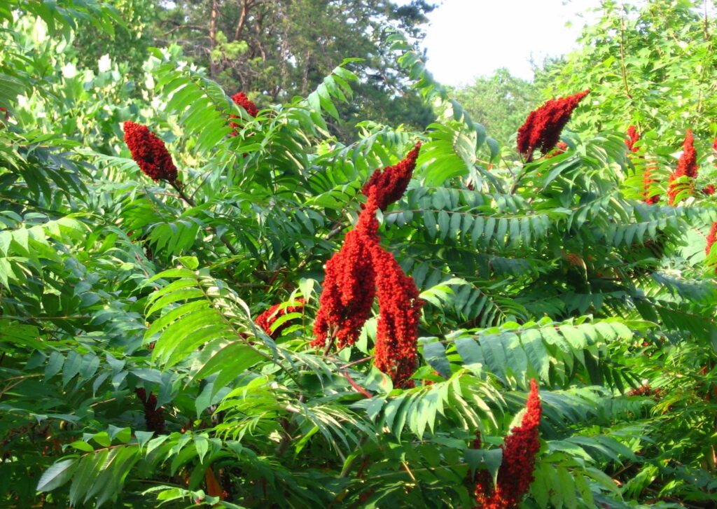 Smooth Sumac - Rhus glabra