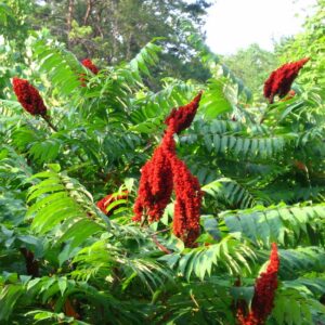 Smooth Sumac - Rhus glabra