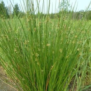 Soft Rush - Juncus effusus