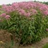 Spotted Joe Pye Weed - Eupatorium maculatum