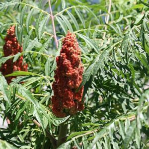 Staghorn Sumac - Rhus typhina