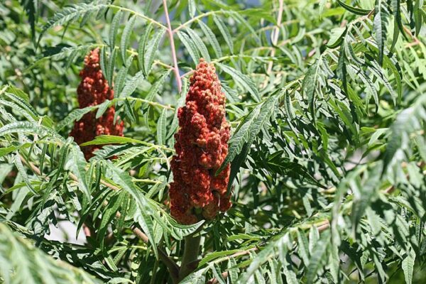 Staghorn Sumac - Rhus typhina