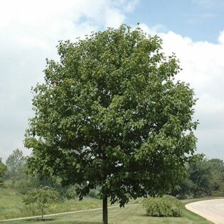 Sugar Maple - Acer saccharum