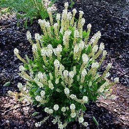 Clethra alnifolia- Summersweet - Long Island Natives