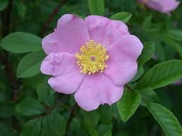 Swamp Rose - Rosa palustris