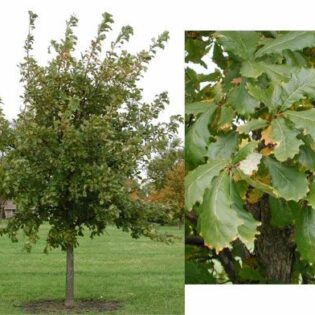 Swamp White Oak - Quercus bicolor