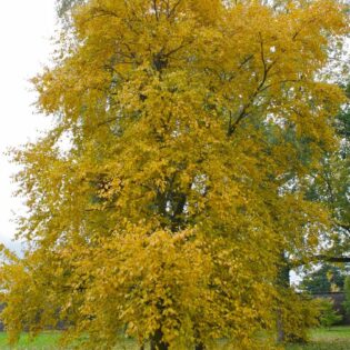 Sweet Birch - Betula lenta