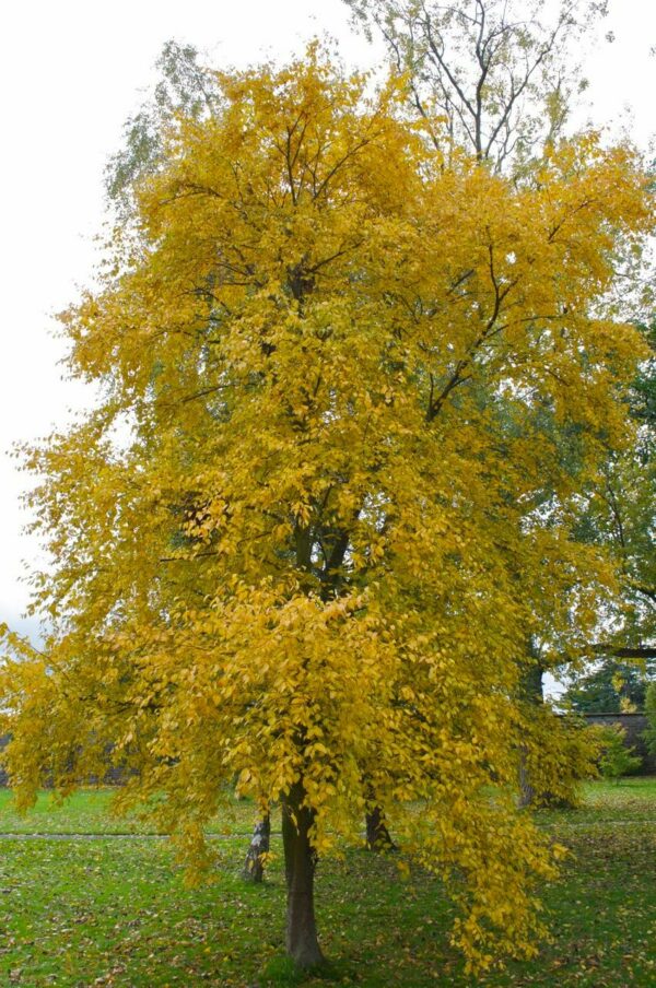 Sweet Birch - Betula lenta