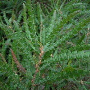 Sweet Fern - Comptonia peregrina