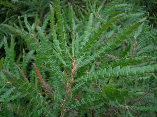 Sweet Fern - Comptonia peregrina