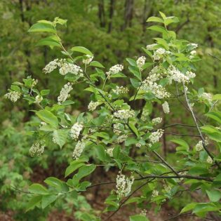 Black Cherry - Prunus serotina